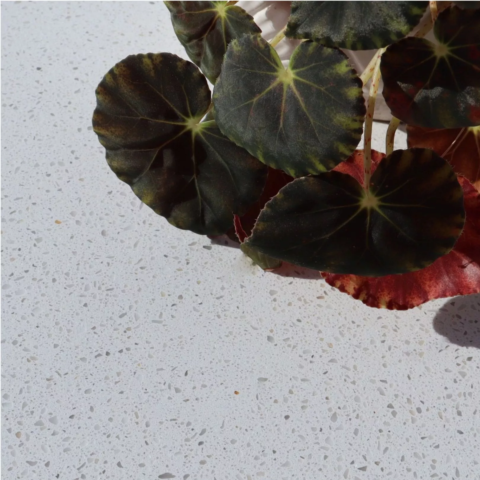 Carreau Terrazzo POZOBLANCO